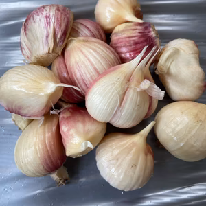 【期間限定】この時期だけの生にんにくバラ500ｇ