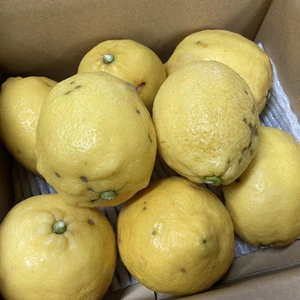 愛媛県産「レモン」　訳あり2ｋｇ・4kg！　数量限定！