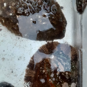 ハンサム！クロあわび☆いきたまま発送