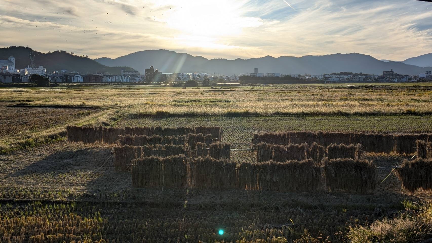 希少 山田錦 もちもち食感】化学肥料・農薬不使用「山田錦」玄米｜玄米