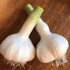 【食べなきゃ損！】あまい！ジューシー！青森生にんにく（農家特製レシピ付）