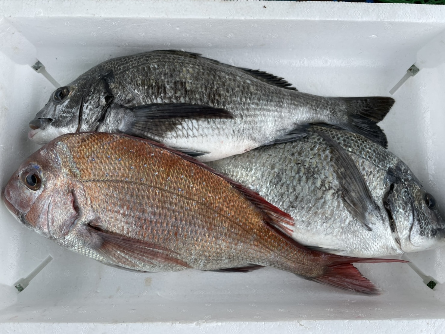 タイ チヌ クロダイ 食べ比べセット1 7キロ前後2 3尾 農家漁師から産地直送の通販 ポケットマルシェ