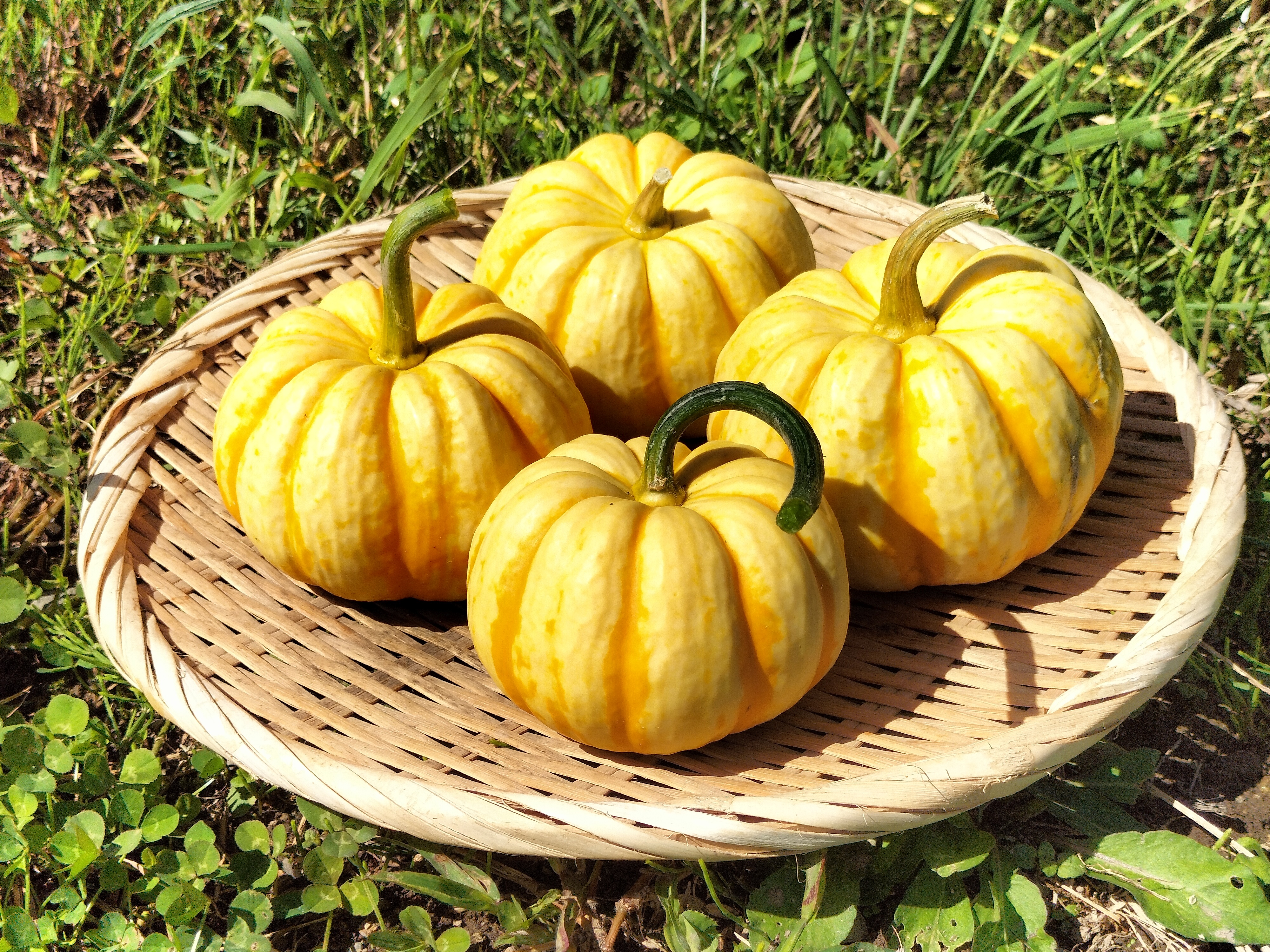 かぼちゃ丸様 リクエスト 2点 まとめ商品 チラ様 リクエスト 2点