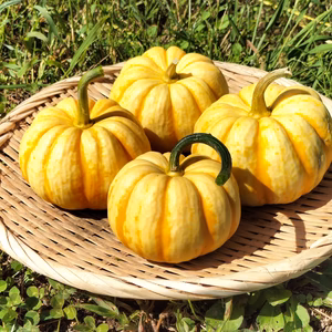 プッチーニ ねっとり甘い可愛いカボチャ、ハロウィン飾りに最適！(かぼちゃ、南瓜)