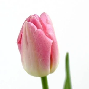 【長持ち生花！】一重咲きピンクのチューリップ！春を一足早くお届け！【新潟五泉産】