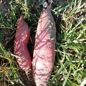 頑張った自分にご褒美！究極さつまいもシルクスイート