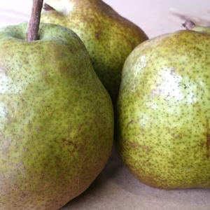 【訳ありご家庭用】Ｍ玉ラ・フランス山形産