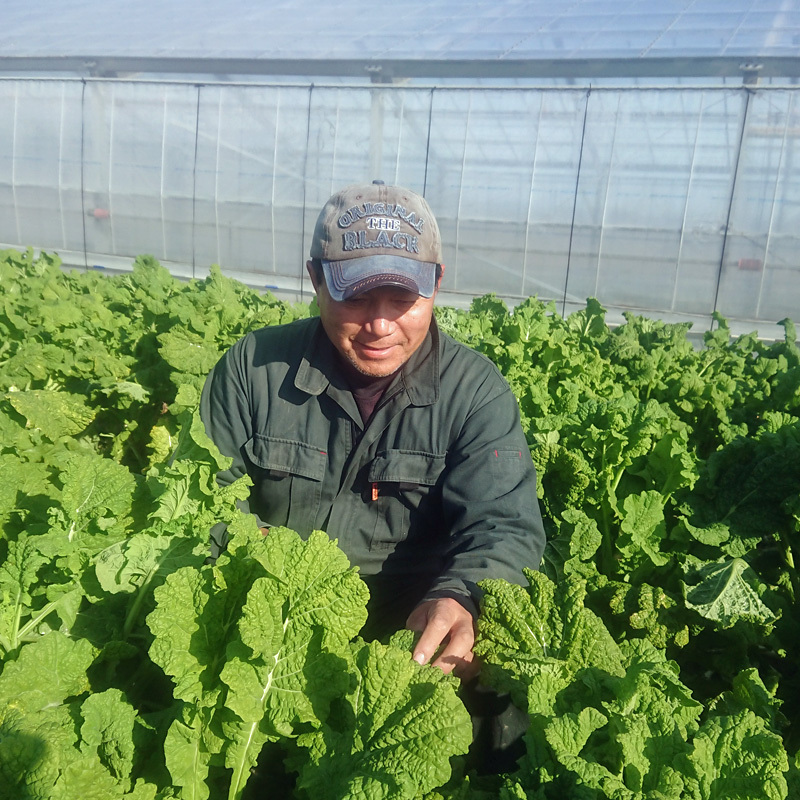 南房総産 菜花 産地直送 新鮮野菜 菜の花 - 野菜