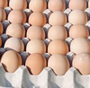 簡易包装でお買い得！名古屋コーチンのたまご45個入り（シェア用パック付）!!