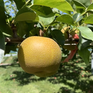 幸水梨 3kg 長野県 南信州産 お供物 贈答 に是非!!