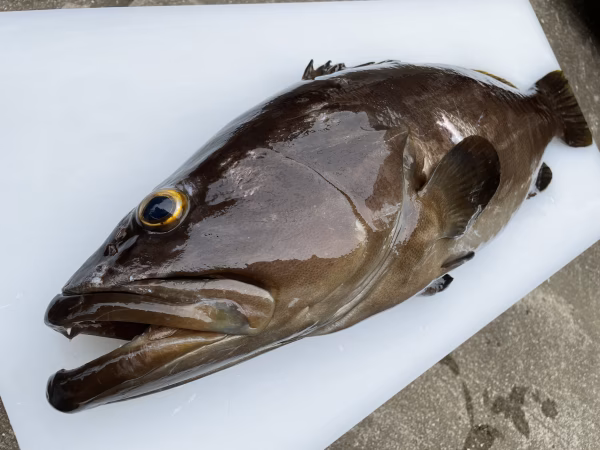 【松島産】天然クエ（4.8kg）