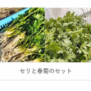セリ、春菊のセット