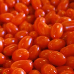 熊本県産ミニトマト「茜とまと3キロ」