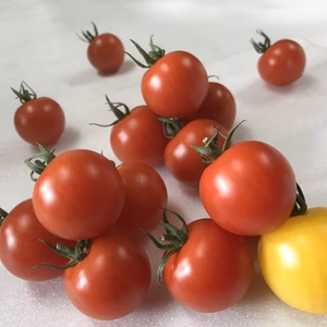 ちっちゃいプレミアム「けっさく」800g