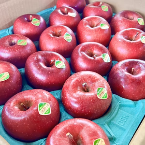 信州産新品種『シナノホッペ（自家用キズあり）』【大小混合】