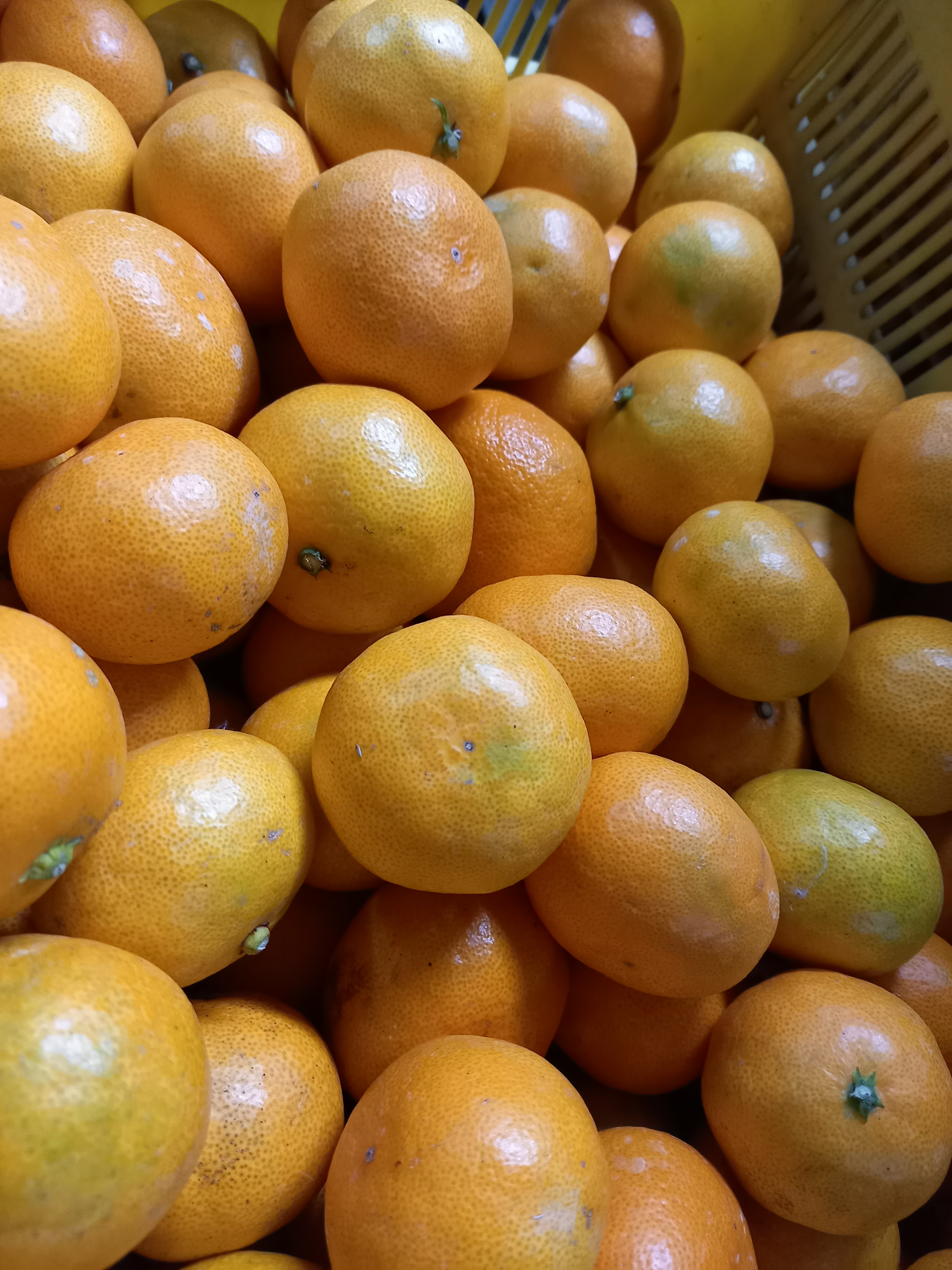 箱込5 大人気ゲリラセール 甘 いみかん 農家漁師から産地直送の通販 ポケットマルシェ