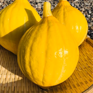 【生で食べれるカボチャ】コリンキー