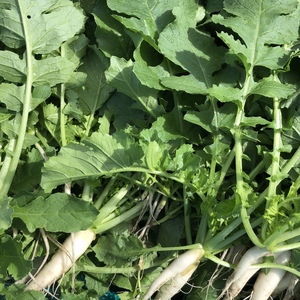 超健康野菜☆毎日でも食べたい大根菜‼︎　（農薬不使用）2kg