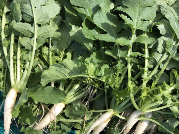 超健康野菜☆毎日でも食べたい大根菜‼︎　（農薬不使用）2kg