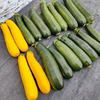 【自然栽培】固定種ズッキーニ 緑＋黄★農薬・肥料不使用