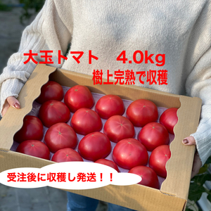超完熟！とってもおいしい普通のトマト水耕栽培トマト！4.0kg