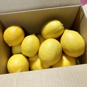 【農家直送】自家農園のみかん畑で作った国産のきれいめレモン　2キロ・5キロ