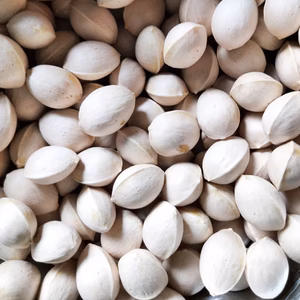 【農薬不使用】銀杏　選べる量　旬の野菜のおまけ付き！