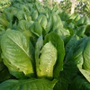 ロメインレタス★シャキシャキ4玉★
