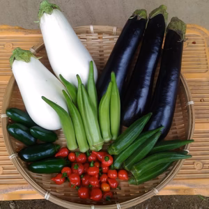 初秋のスタミナ果菜セットS