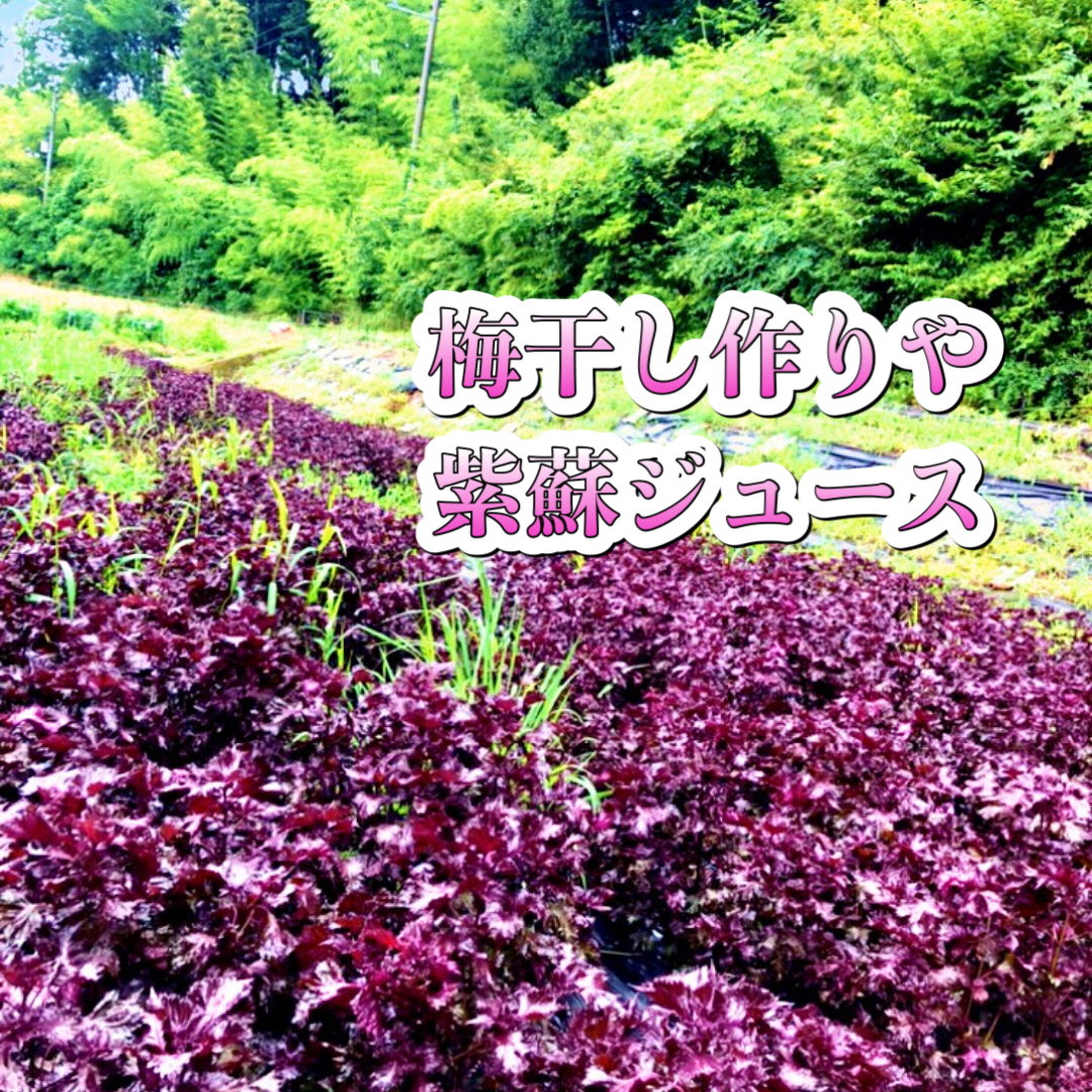 無農薬 裏赤紫蘇 3kg