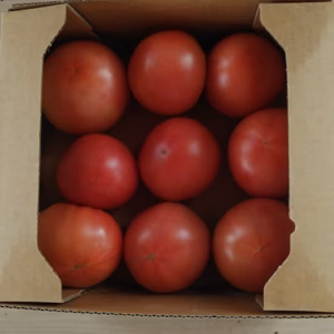 ※傷あり※甘さあふれる高原トマト！