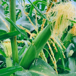 【9月中旬発送】なまら甘い！話題のとうもろこし『Sweets恵味スター☆』