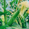 【9月中旬発送】なまら甘い！話題のとうもろこし『Sweets恵味スター☆』