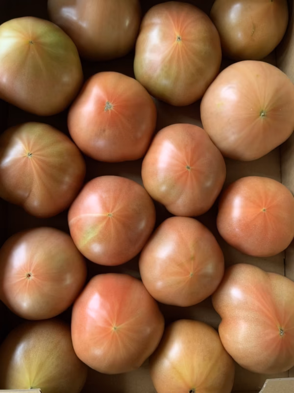 【7月初旬迄】*優品* 大玉トマト「促成栽培」桃太郎 はるか 4㎏箱