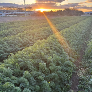 旨味がつまった人参に、感動してます☆彡(無選別)
