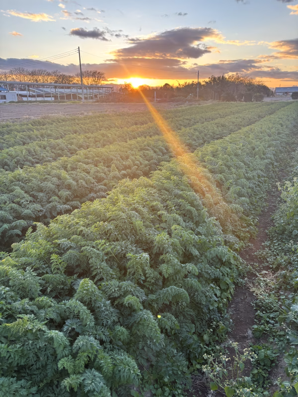 旨味がつまった人参に、感動してます☆彡(無選別)