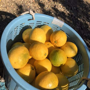 マイヤーレモン