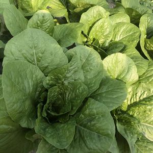 【糸島産・農薬不使用】ロメインレタス（５～６個セット）