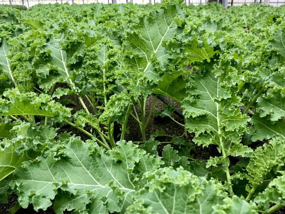 新鮮旨シャキ 苦みナシ 無農薬サラダケール 砂栽培 農家漁師から産地直送の通販 ポケットマルシェ