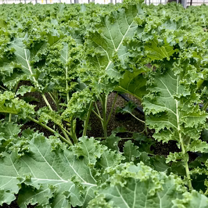 新鮮旨シャキ！苦みナシ！無農薬サラダケール（砂栽培）