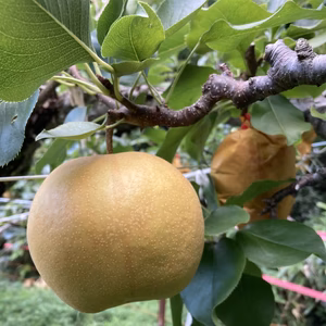 鳥取県　佐治町産　新興梨　