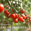 11月発送【赤い宝石箱】濃厚ミニトマト　日時指定可能　御歳暮・ギフト・贈り物　