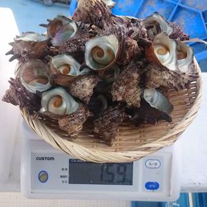 サザエ 1.5キロ　つぼ焼きサイズ(選別済)15～20個 日本海産