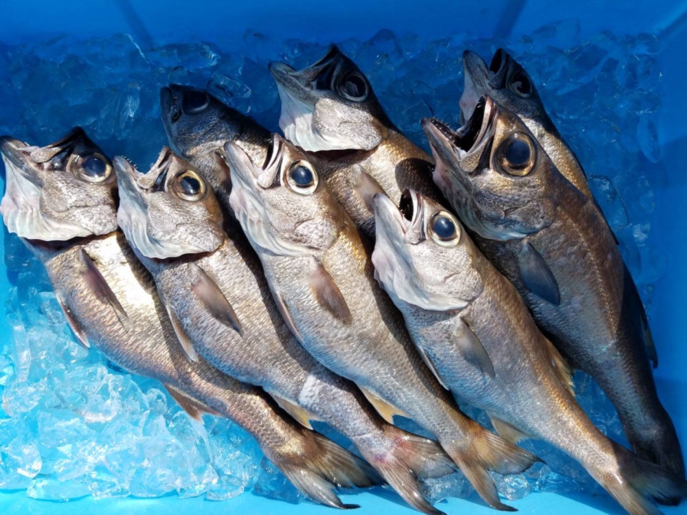 深海の高級魚 本ムツ4匹 約1 5 農家漁師から産地直送の通販 ポケットマルシェ