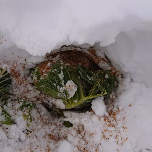 甘い‼️ 雪下熟成野菜セット