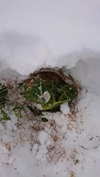 甘い‼️ 雪下熟成野菜セット