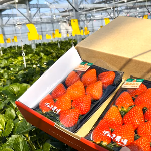 《クセになる甘さの美味しいイチゴ♪》恋みのり280g×2パック