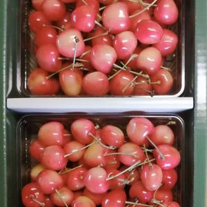 山形産　さくらんぼ　佐藤錦　家庭用　バラパック詰め　700g×2箱