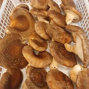 キョダイマックス菌床椎茸　1kg＋少し増量 　冷凍可　農薬不使用