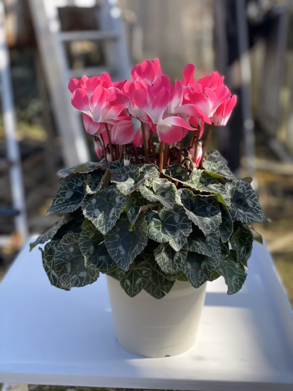 自然開花、プルマージュ咲きシクラメン　インディアカ　フクシア